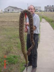 texas rattler.JPG