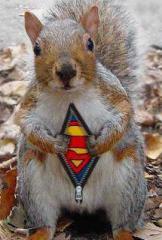 Squirrel%20superman.jpg