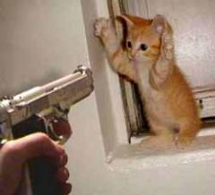 kitten-arrested.jpg