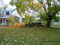 tree_fall_02.jpg