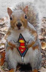 super squirrel.jpg