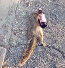 beer-squirrel2.jpg