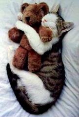 kitty-teddy-bear-2.jpg